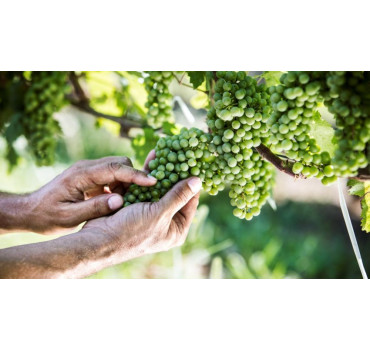 Вівандо® - фунгіцид, BASF