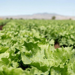 Салат Топачо, Bejo