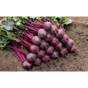 Буряк Бреско F1, Bejo