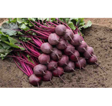 Буряк Бреско F1, Bejo