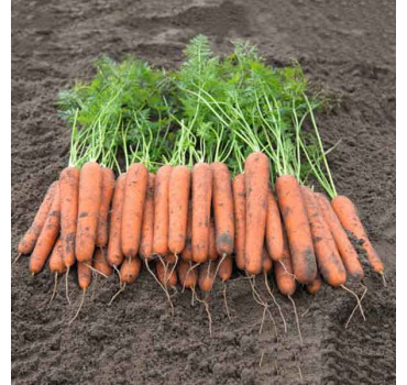 Морква Новара F1, Bejo