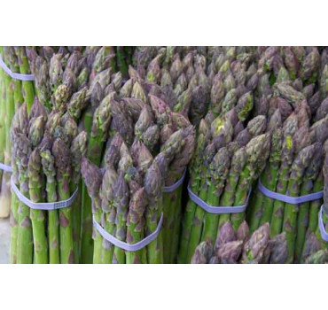 Спаржа Кумулюс F1, Bejo