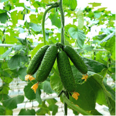 Програма живлення для огірка від італійської компанії Valagro