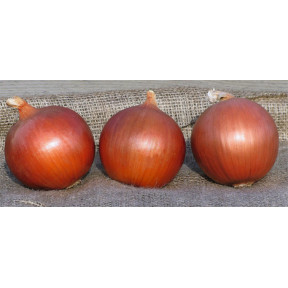 Лук Сонома F1, Bejo