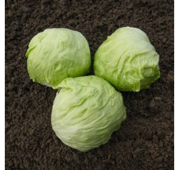 Салат айсберг Джойс, Bejo