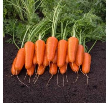 Морква Каспій F1, Bejo