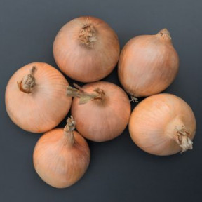 Цибуля Орленда F1, Bejo