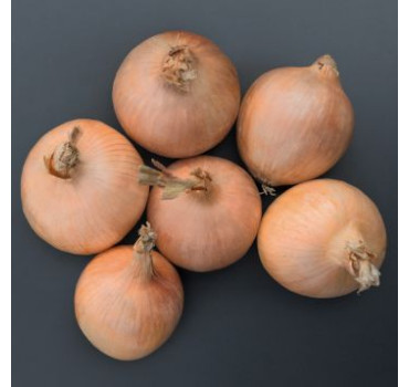 Цибуля Орленда F1, Bejo