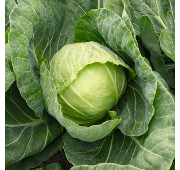 Капуста Раніні F1, Bejo