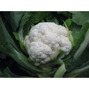 Капуста цвітна Овієдо F1, Bejo