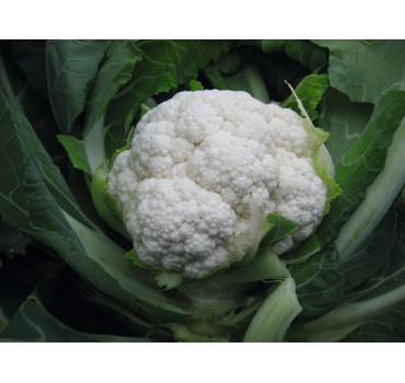 Капуста цвітна Овієдо F1, Bejo
