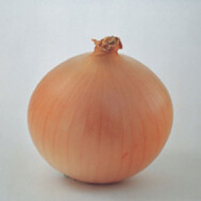 Лук Брекстон F1, Bejo