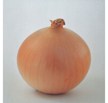 Цибуля Брекстон F1, Bejo