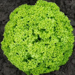  Салат Біондонна, Bejo