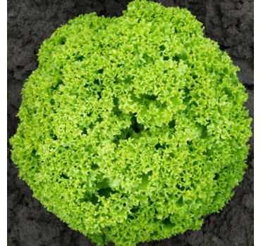 Салат Біондонна, Bejo