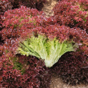 Салат Солос, Bejo