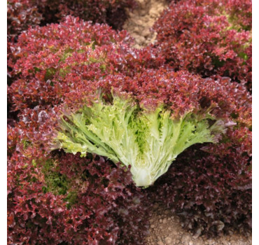 Салат Солос, Bejo