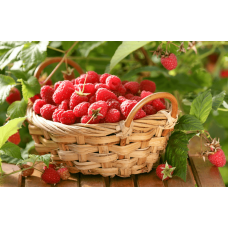 Програма живлення для ягідних культур від італійської компанії Valagro