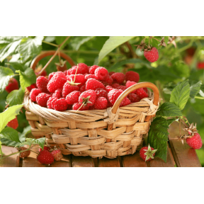 Програма живлення для ягідних культур від італійської компанії Valagro