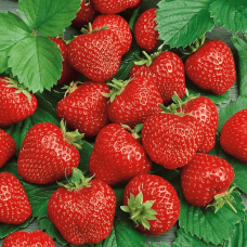 Програма живлення для полуниці від італійської компанії Valagro