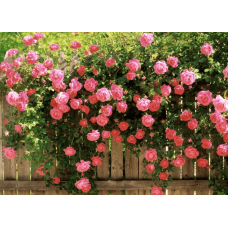 Програма живлення для кущових квітів від італійської компанії Valagro