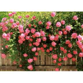 Програма живлення для кущових квітів від італійської компанії Valagro