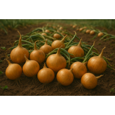 Программа питания для лука от итальянской компании Valagro