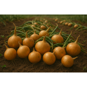 Программа питания для лука от итальянской компании Valagro