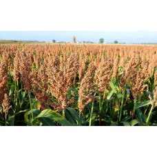 Система захисту сорго від компанії Himagro M