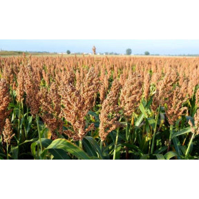 Система захисту сорго від компанії Himagro M