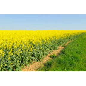 Система захисту озимого ріпаку від компанії Himagro M