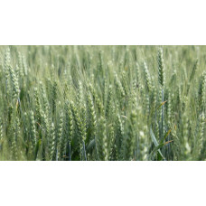 Система защиты колосовых зерновых от компании Himagro M