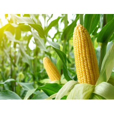 Програма живлення для кукурудзи від італійської компанії Valagro