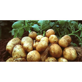 Система захисту картоплі від компанії Himagro M