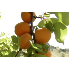 Система захисту кісточкових культур від компанії Himagro M