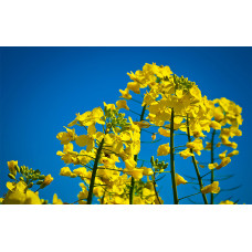 Програма живлення для озимого ріпаку від італійської компанії Valagro