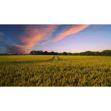 Програма живлення для ярих колосових культур від італійської компанії Valagro