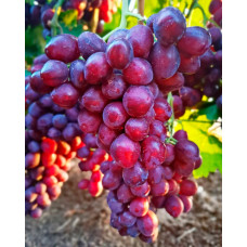 Система захисту винограду від компанії Himagro M