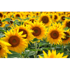 Система захисту соняшника від компанії Himagro M