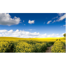 Програма живлення для ярого ріпаку від італійської компанії Valagro