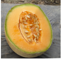 Диня Чандан F1, Asia Seed