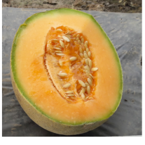 Диня Чандан F1, Asia Seed