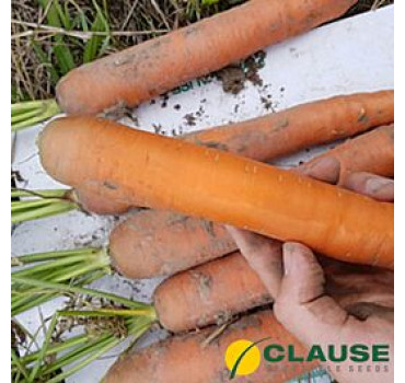 Морква Патзі F1 | Patzi F1, Clause