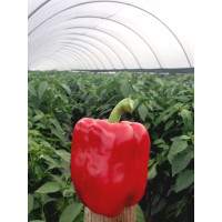 Перець Амарок F1 | Amarok F1, Clause