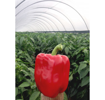 Перець Амарок F1 | Amarok F1, Clause Перець Амарок F1 | Amarok F1, Clause