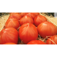 Томат Массон F1 |Masson F1, Clause