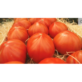 Томат Массон F1 |Masson F1 , Clause