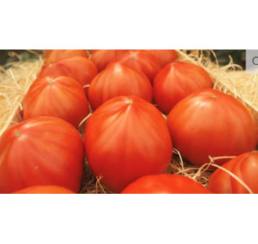 Томат Массон F1 |Masson F1, Clause