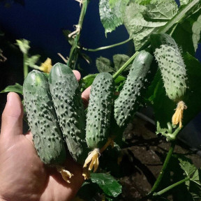 Огірок Анвар F1 |Anvar F1 , Clause