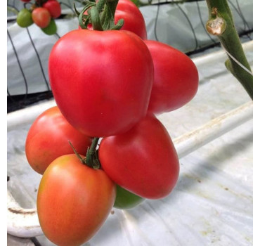 Томат Конго F1/ Kongo F1, Clause